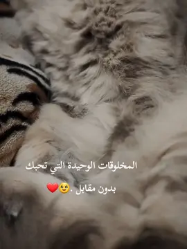 كل الحب لهذه المخلوقات البريئة التي لا يسمع انينها غير الله #gray_louna #محبين_القطط #fyp #قطتي #اكسبلورexplore #fypシ #قطتي_الجميلة #قطة_الترند 