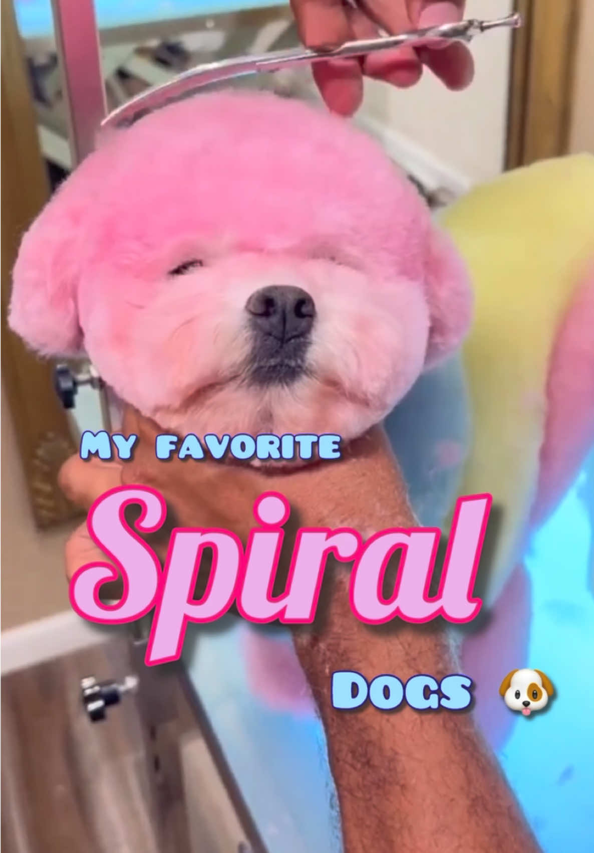 Favorite spiral pups! #cutedog #doggrooming