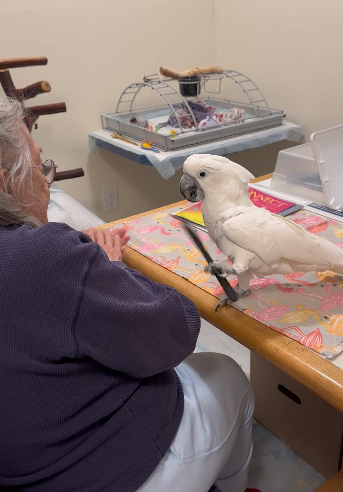 Knife twirling for Grandma Barbara! #knife #twirling #cockatoo #parrot 
