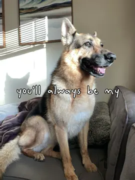 Can’t believe she’s 10 😢#CapCut #dog #germanshepherd #puppy #Love 