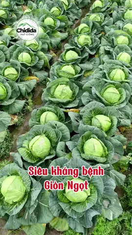 Hạt giống bắp cải xanh Thái Lan bắp to, giòn, ngọt, dễ trồng #hatgiongbapcai #hatgiong #bapcai #hatgiongchidida #chidida