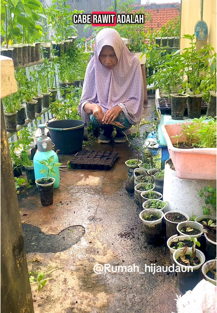 Biar gak ngalamin lagi drama gagal tanam gunakan benih kemasan yg bersertifikat pake benih dari @infarm id yang sudah teruji pertumbuhannya dan tahan hama juga penyakit #benihinfarm #infarm #infarmid #belajarberkebun #berkebundirumahaja #tanamancaberawit #semaicabe 