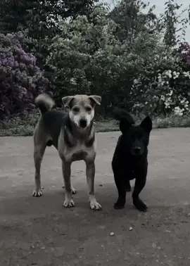 #Meme #MemeCut cũng lâu r nhỉ !!#xuhuong #viraltiktok #chohaihuoc #monmun 