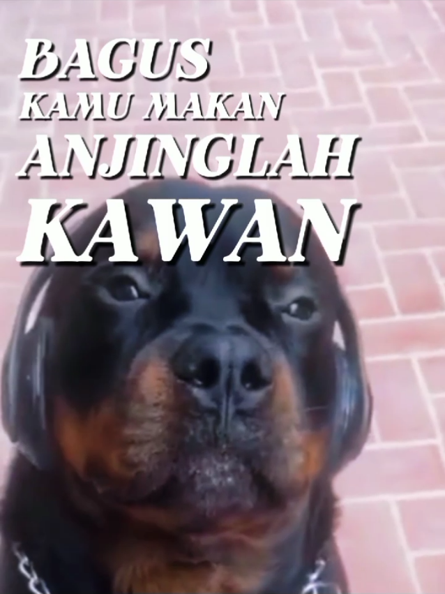 palan² makan kawan kurang ajar kawan #fyp #saleemardilla #story #core #motivation #doglover #pet #anjing 