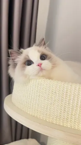 น้อง Chanel หวานเบาๆ ตาโตแป๋วมากค่ะ Ragdoll blue bi color #ragdoll #แร็กดอลล์ #ragdollcat #แมวแร็กดอลล์ #catsoftiktok #แมวน่ารัก 