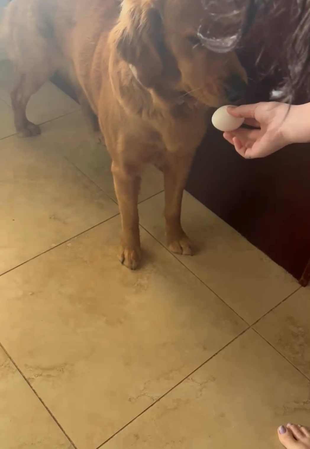 thought dogs were supposed to be gentle with eggs #goldenretriever #egg 