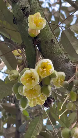 #CapCut hoa sầu riêng rất thơm và đẹp nữa 😀#khuvuoncuatui 