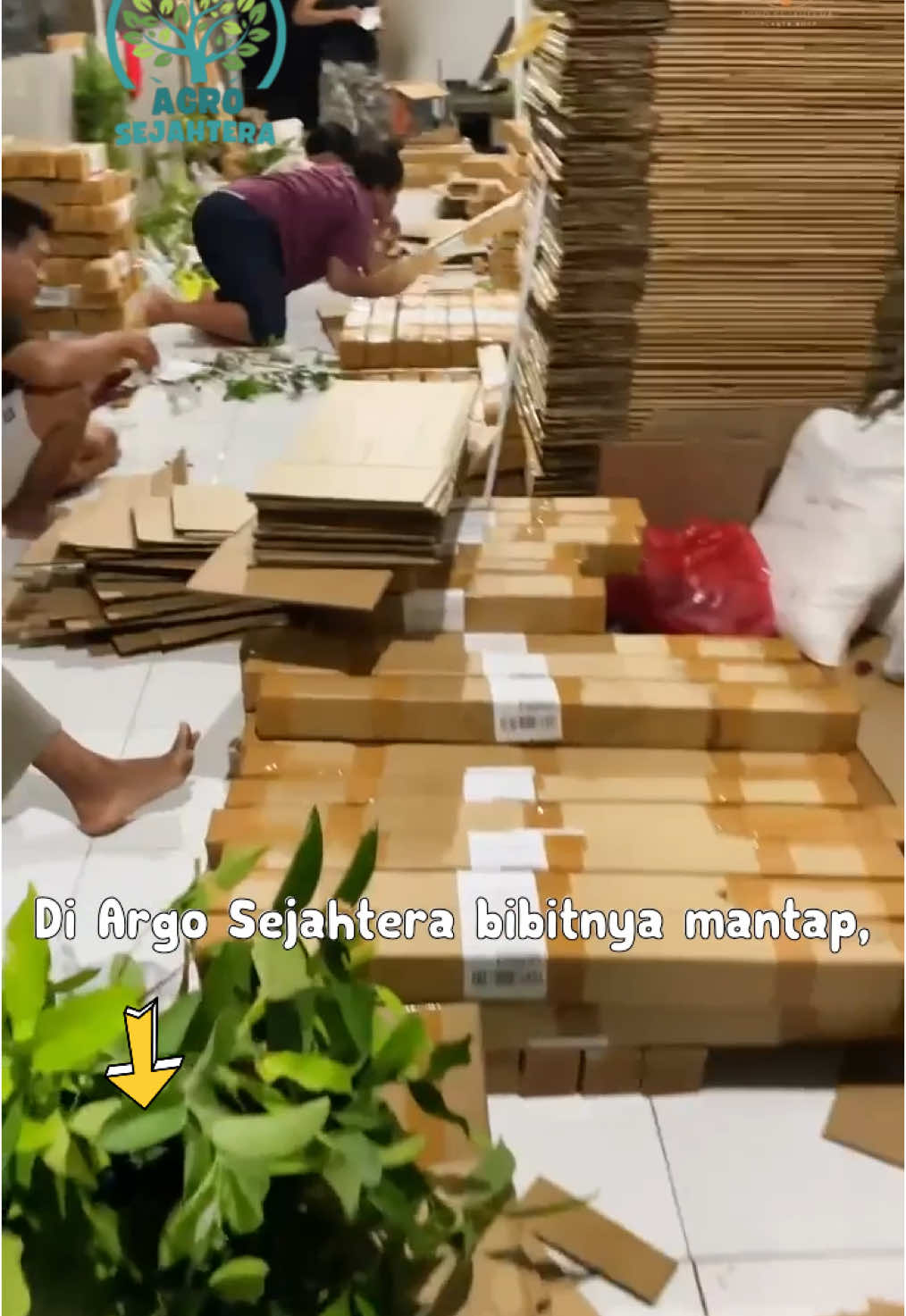 Alpukat Miki, buahnya legit dan bibitnya mudah dirawat. Pesan sekarang, stok terbatas! 🥑📩 #BibitAlpukatMiki #TanamanSehat #xyzbca #pejuangrupiah 