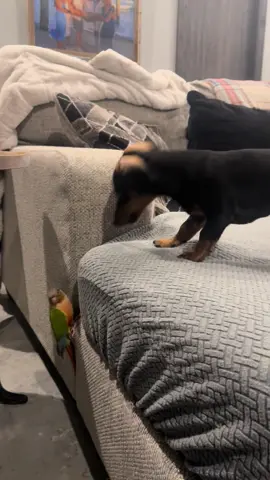 Haven’t decided if we are friends yet… 🦜🦜#puppiesoftiktok #weineedog #puppy #parrot 