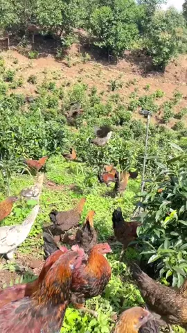 mô hình nuôi gà thả vườn ae tham khảo nhé #channuoi #nuoiga