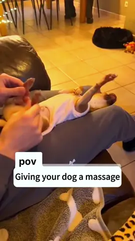 Reactions after giving your dog a massage#dog#funny#funnyanimals#funnypets#animals #dogsofttiktok #pet #foryou #longervideos