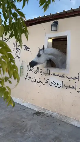 اجتمع الجمال🩶🍃 #ماشاءالله_تبارك_الله #مربط_شوق_الاصايل #خيل_وخياله🐎 #foru #viral #fypシ 