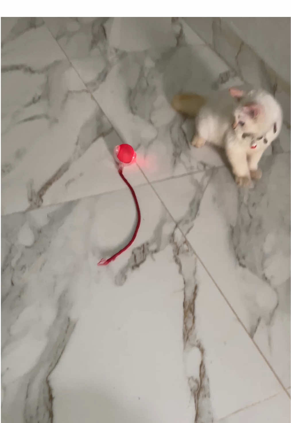 Bangun tidur langsung lincah #fyp #kucing #kucinglucu 