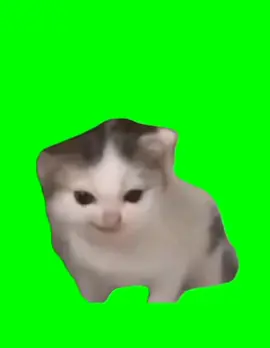 Green screen Cat angry