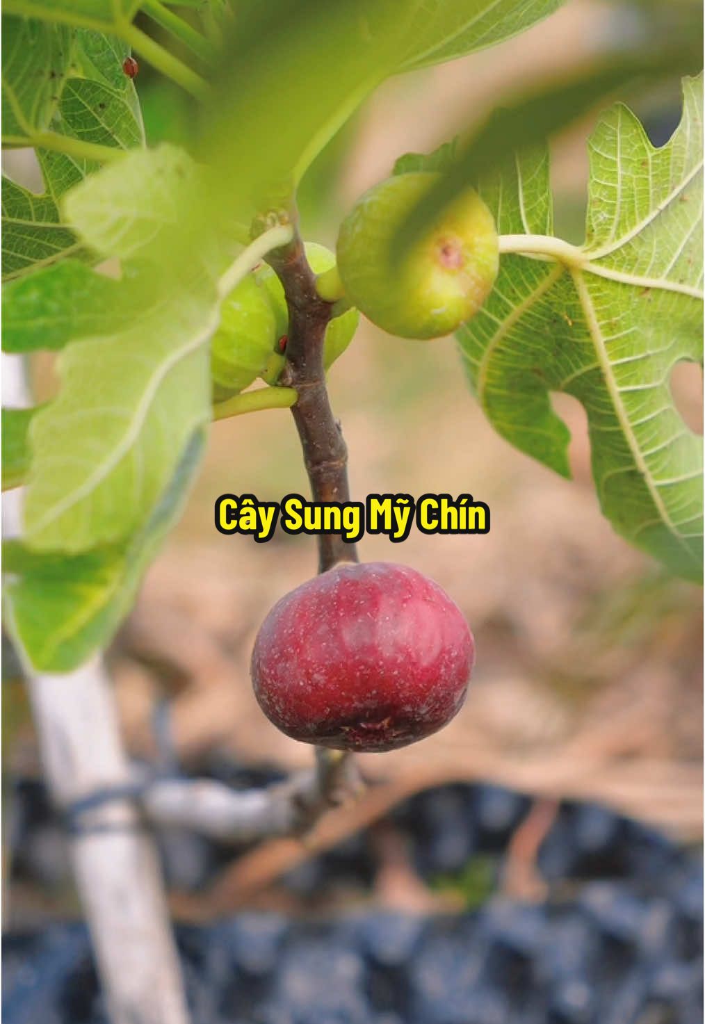 Sung mỹ chín cây nữa nè #hienonha 