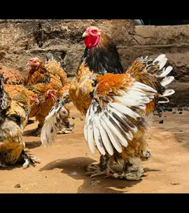 Brahma porcelaine grande race mes préféré 😍 mentionnés la couleur que vous aimez en commentaire☺️.                                     #brahmachicken #pouleornementale #pourtoi 