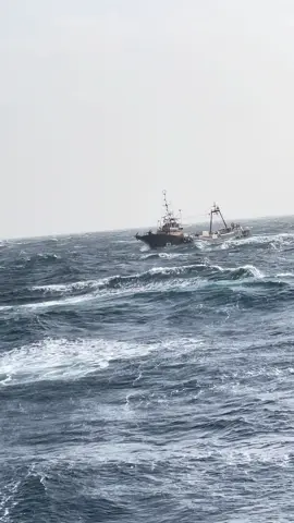 Ubur-ubur ikan lele, baru upload mentahannya lagi lee #fypシ #fyp #xyzbca #pelautindonesia #pelaut #nishobiki #kenshuseijapan🇮🇩🇯🇵🎌 #tokuteiginou #fishing #trawljepang 