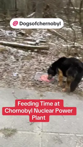 #dogsofchernobyl #ukraine🇺🇦 #Chernobyl #dogs #Love 