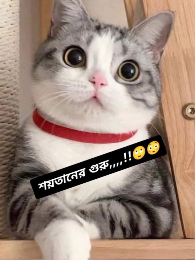 #বিড়ালফানিভিডিও #trending #foryoupage #হাসিরভিডিও😁 #foryou #viral #tiktok #মজার_ভিডিও😜😜 @💥HABIB 💥DEWAN❄️🌸❤️‍🔥 @💞💞Anika Islam💞💞 @❤️হাবিব❤️দেওয়ান❤️ @🌿𝐤𝐡𝐚𝐝𝐢𝐳𝐚_𝐚𝐤𝐭𝐚𝐫🌿 