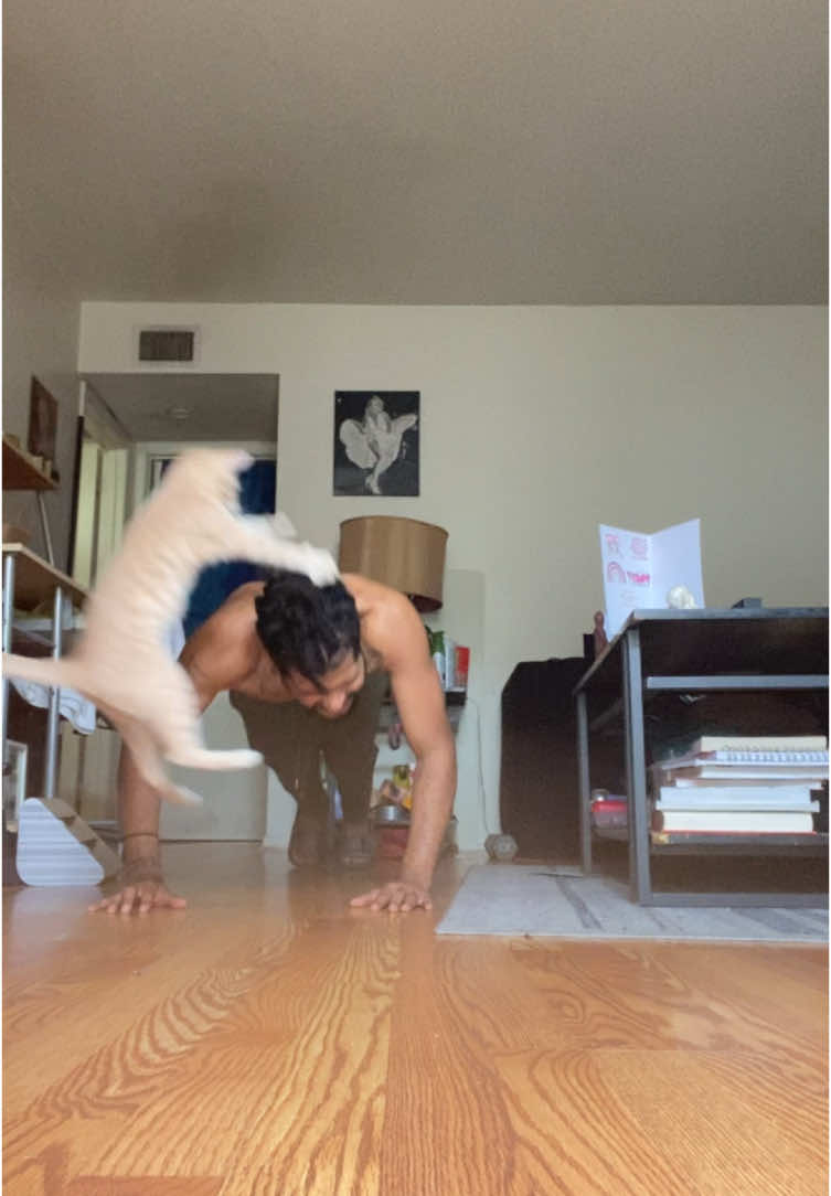 Attacked by a vicious mt. Lion 🦁 ##fypシ゚viral##cats##catlover##animals##catsoftiktok##animals##fypシ゚viral🖤tiktok##cat##workout