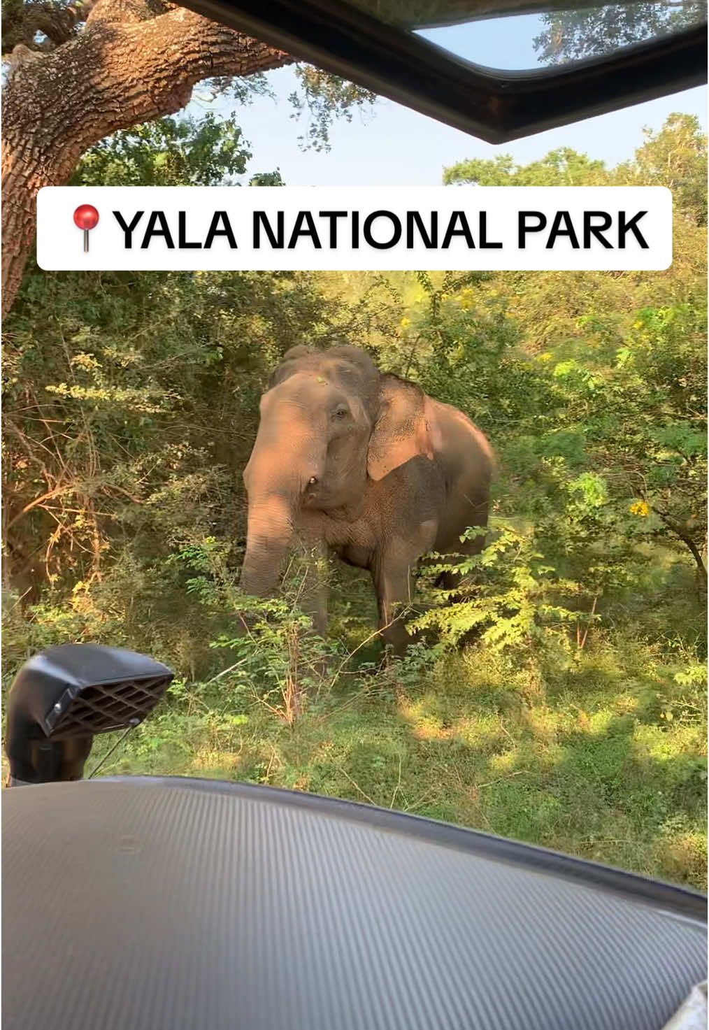 YALA national park, Sri Lanka 🐘 #safari #elephants #fyp #travel 