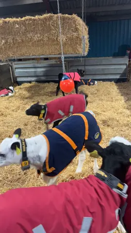 Sassy little moo! 🤣💜🐮#newbedday #farmlifeisthebestlife #calfsoftiktok #calf #moo #babycowsoftiktok #babycows 