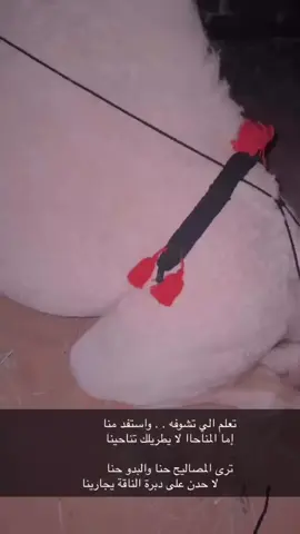 #اكسبلور #اكسبلور #بدواه #ابن سدحان#سهاجات #البوش #سهاجات_الوضح #الخنفري #بوش بدو#تصويري #ماشاءالله_تبارك_الله_اذكروا_الله 