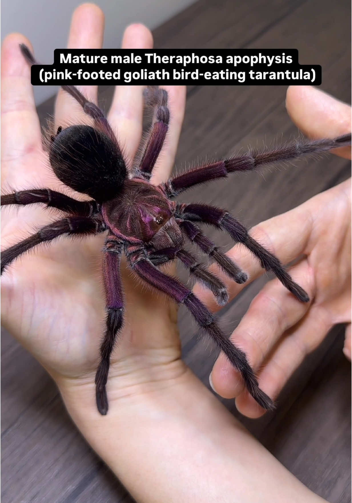 Mature male Theraphosa apophysis (pink-footed goliath bird-eating tarantula) showing off his beautiful iridescent purple/pink colors! We keep multiple females of all three Theraphosa species and I have to say this one is without a doubt the best, the females look great and as you can see the mature males are very impressive as well! What is your favorite Theraphosa species? #arachnidsofinstagram #spiders #invertebrates 