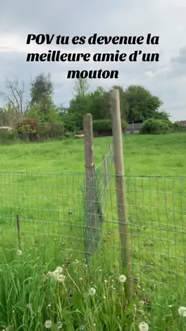 C’est Sheeper lol (j’espère que vous avez compris la blague)🥲 Pour info : elle n’est pas seule dans le pré et fait partie d’un troupeau. C’est une brebis laitière, elle ne sera donc pas mangée. Elle est très aimée et est considérée comme un animal de compagnie. 😊#loveyou #animal #cuteanimals #nature 