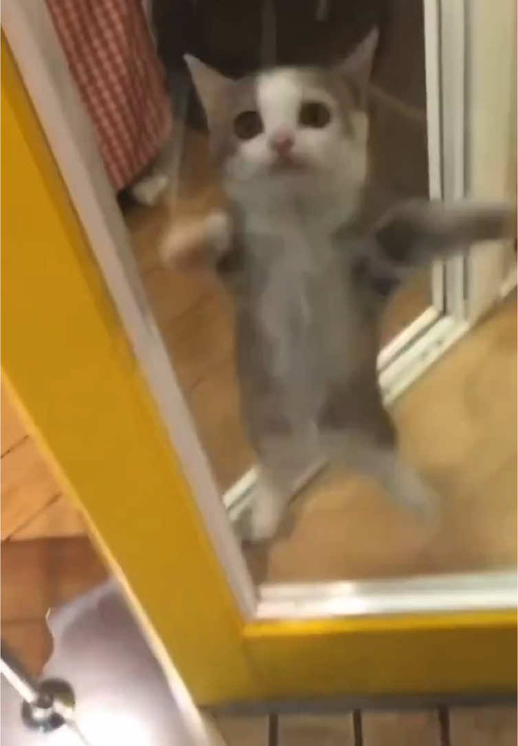 So funny but I do feel sorry for the poor guy :( #cat #cats #catsoftiktok #catsofinstagram #kitty #kittycat #animalsoftiktok #funnyanimals #jumping #glass 