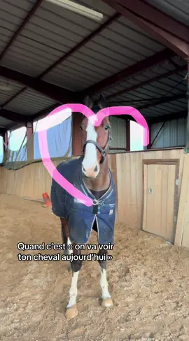 Love you #equitation #pourtoii #cavalier #fyp #horse #trends 