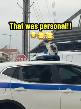 THE END 😂😂😂 #fy #foryoupage #catsoftiktok #cats #police #acab #PetsOfTikTok 
