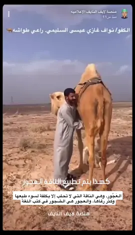 هكذا يتم تطبيع الناقة العجور #ترندات_تيك_توك #السعودية #الثلوج #تبوك_الآن #الشعب_الصيني_ماله_حل😂😂 