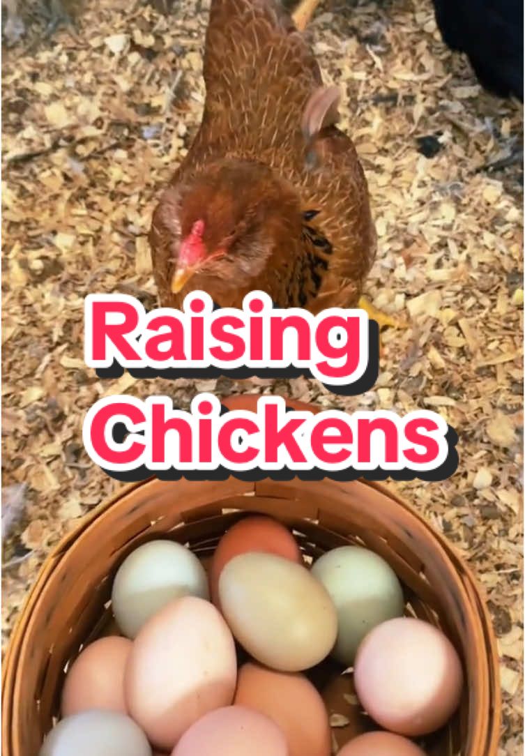 No free loading🤣 the rent is due🥚🐓🥚 @Meyer Hatchery  #eggs #chickens #raisingchickens #backyardchickens #mhambassador #rainboweggs #onthisday 