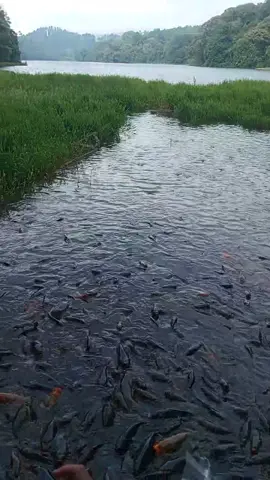 penghuni telaga ranjeng #telagaranjeng #paguyangan #brebes #bumiayu 