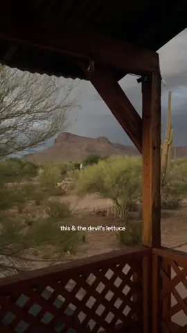 More storms please 🌩️ #arizona #trending #storm #monsoon #desert #travel #mountains #saguaro #fyppppppppppppppppppppppp 