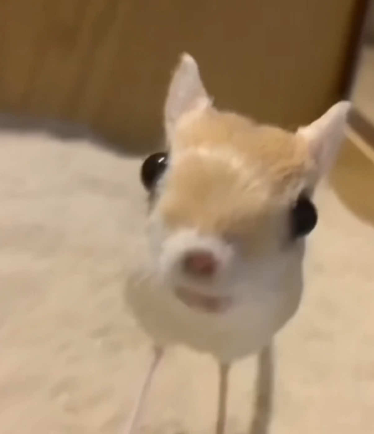 #jerboa #jerboas #symbiote #edit #neuvsun #neuveli #pmo #ts @Nerd.cor @Nahido @𝜗   .    kat @alli @𝓯𝓻𝓮𝓪𝓴𝔂 marshmallow @Kay @📷 Kady 🌀 @Bufard @✿Kam✭ @kaazisntcool 