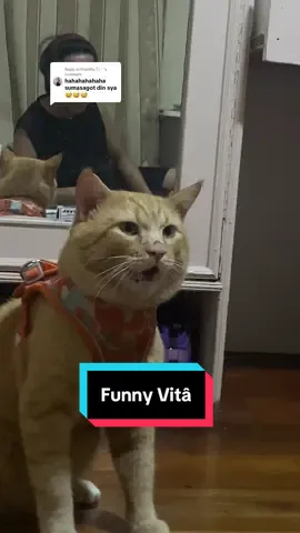 Replying to @Prettifly ᥫ᭡ ･῾ nag-aasaran silang dalawa hahaha yung may apat na paa ang pikon #catsoftiktok #funyy_videos #funny #fyp #furyou 