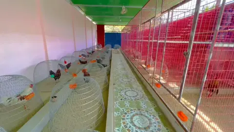 Để có 1 con gà cho anh em  đem ra đấu trường chơi không phải dễ đâu anh em... Anh em thích thì cứ đến em, Trại Gà Quãng Nhi... Cảm ơn và biết ơn tất cả anh em đã luôn yêu thương và ủng hộ em ạ ❤️ #dj #traiga #quangnhi #fyp #viral #xuhuong #xuhuong2025 #xuhuongtiktok 