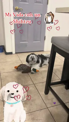 El consentido de la casa ❤️ Shihtzu #parati #fybシ #pet #shihtzu #viral #tiktok #paratiiiiiiiiiiiiiiiiiiiiiiiiiiiiiii #amalos #shihtzusoftiktok 