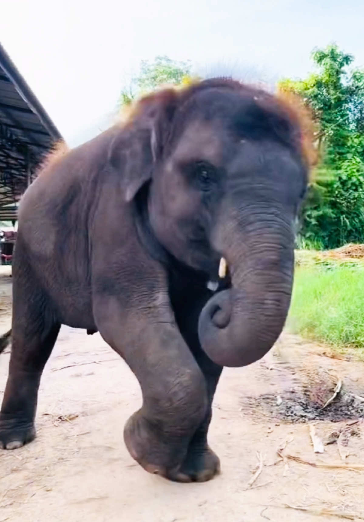 ලස්සන ලයිට් දමා bus එක ආවා…Dancing Baby Elephant #viral #foryou #fyp #live #dance #baby #elephant 