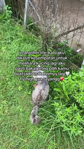 patah hati para cat lovers ketika ditinggal anabul untuk selama-lamanya😢