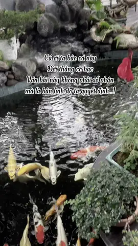 Số phận do chính ta quyết định #xuhuong #cbm #xhtiktok #bcr #tx #xh #viral  #CapCut 