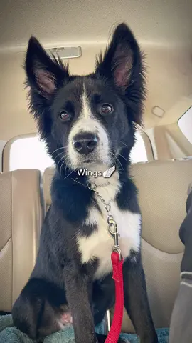 the last thing a lil husky girl needs is a redbull! #huskymix #puppy #givesyouwings #growingup #puppiesoftiktok #puppytok #roxy #fy #fyp #doglover #dogmom #chowmix #stbernardpuppy #muttsoftiktok #ilovemydog #trend #likeananimal #dogsoftiktok #butterflyears 