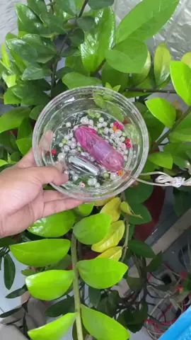 may rung hai dau dùng pin #mayrungdungpin #mayrunghaidau #mayrung #docthan #phunucodon #buồn #tamtrang #dexuat #videovirral