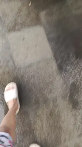 haha ketemu sama harimau  ##harimaumalaya #jempolciledug 