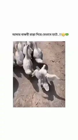 😁🐸👌#foryoupageofficiall #foryoupageofficiall #fypviralシ #fypviral #bdtiktokofficial🇧🇩 #fypage #tiktokbangladesh!#foryoupageofficiall 