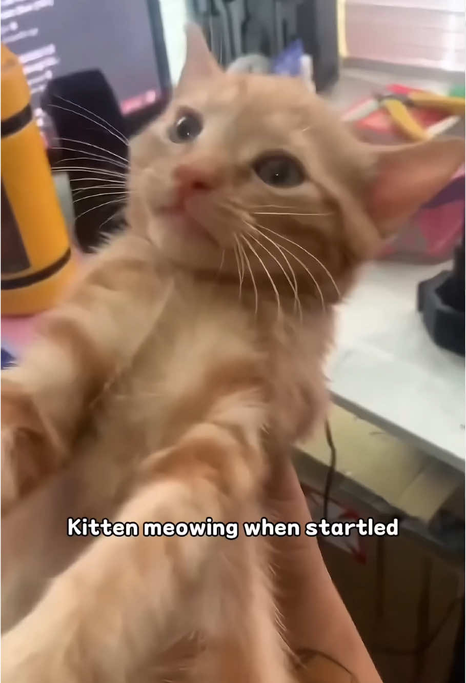 Meow🐈😂 #catsoftiktok #funny #fyp #cat #cutebaby #funnypets #kitten #cutecat #pet #funnycats #usa🇺🇸 