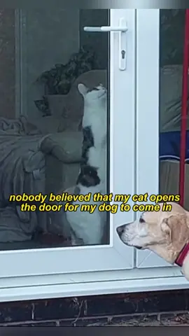 My cat poens the door for my dog #tiktok #funnyvideos #usa🇺🇸 #catsoftiktok #foryou #cats #funny 