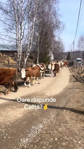 #viral_video #frati #blondu @Culiţa Sterp @Alin Vlad @Bogdan Trifa @Cosmina Stan 